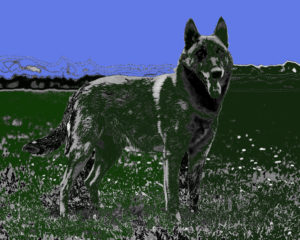 Hond, totemdier van de 37ste Gene Key