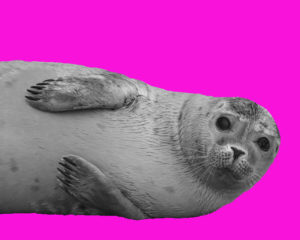 Zeehond krachtdier van de 55ste Gene Key