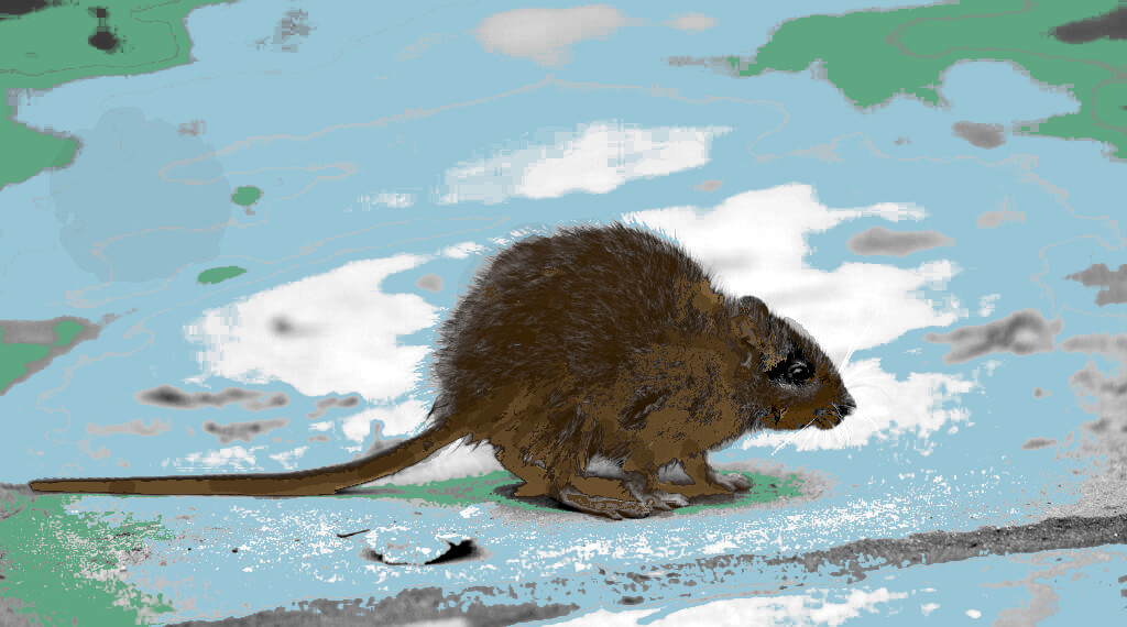 Rat, totemdier van de 16de Gene Key