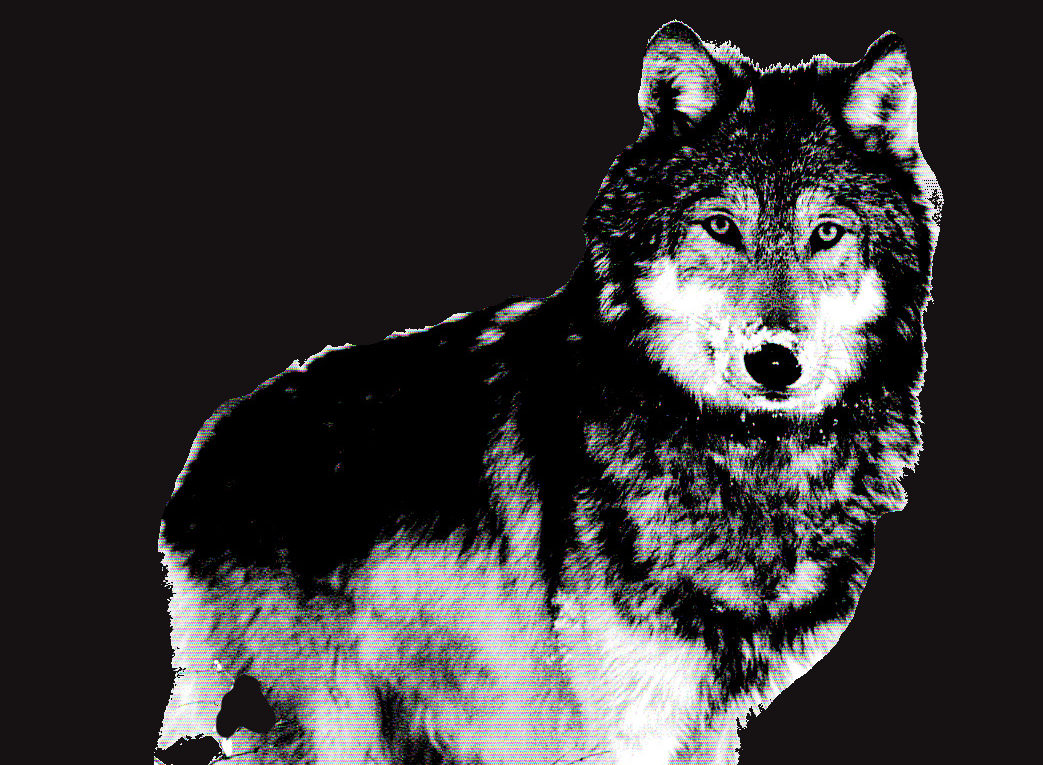 Wolf totemdier van de 12de Gene Key