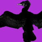 Aalscholver, totemvogel van de 9de Gene Key
