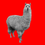 Lama, totemdier van de 42ste Gene Key