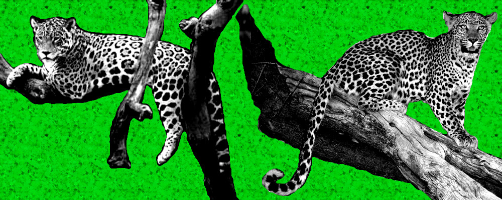 Luipaard en jaguar Gene Key 64