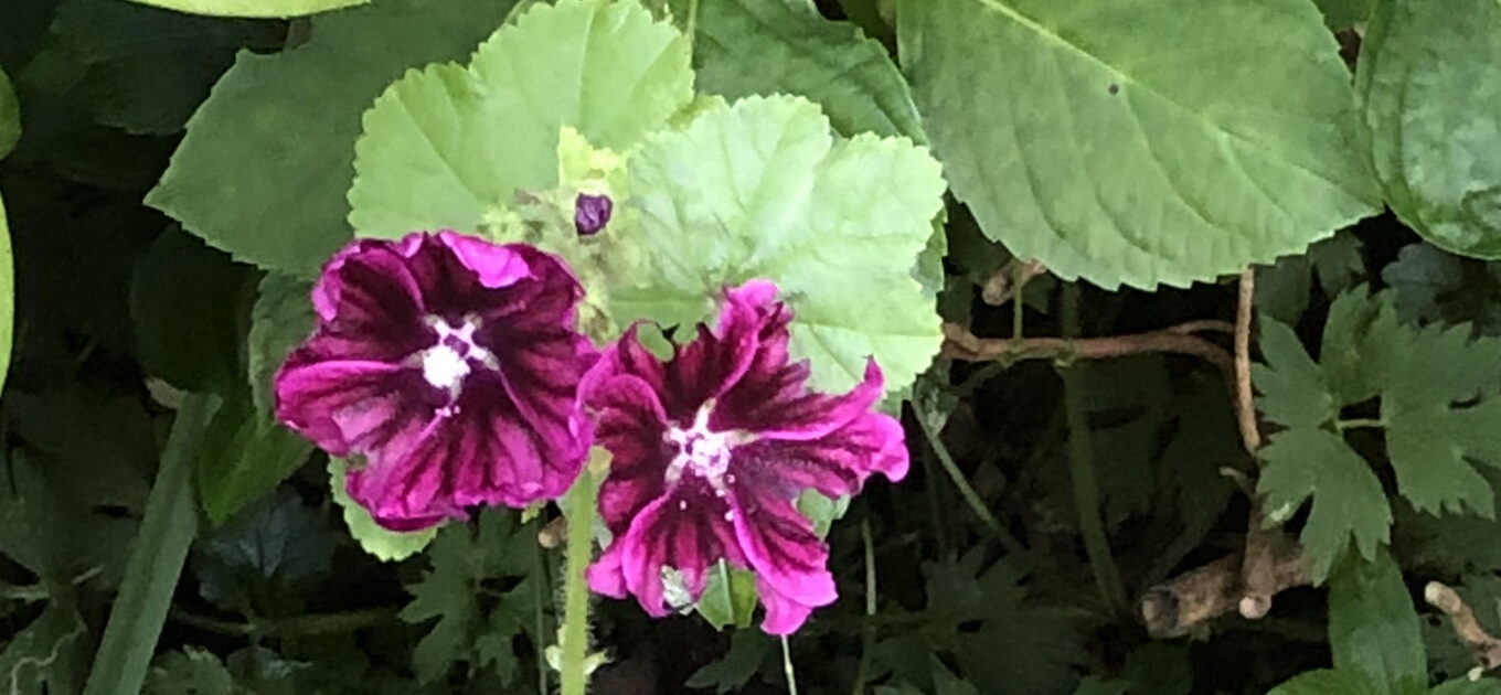 Malva Mystic Merlin, de codonring van Materie en het Zoeken